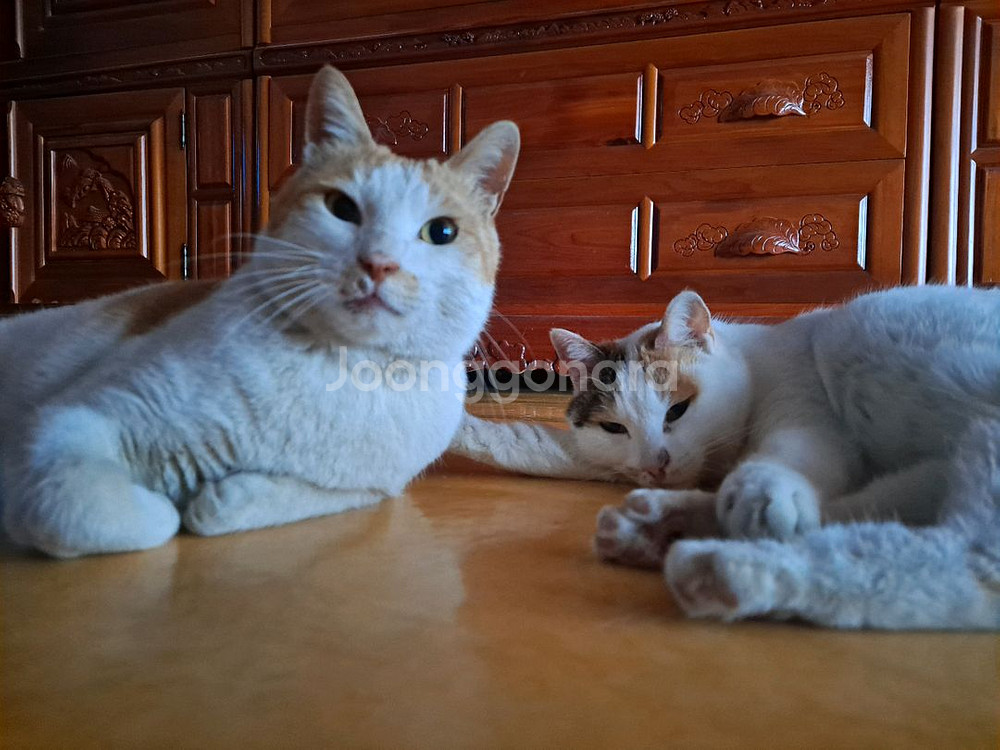 갤럭시 S21 256g--9