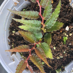 베고니아/ 프테리디포미스 레드&그린