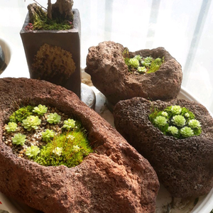 벌레잡이 제비꽃 화산석