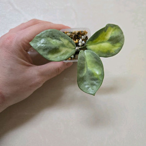 호야 아르젠티아 프린세스