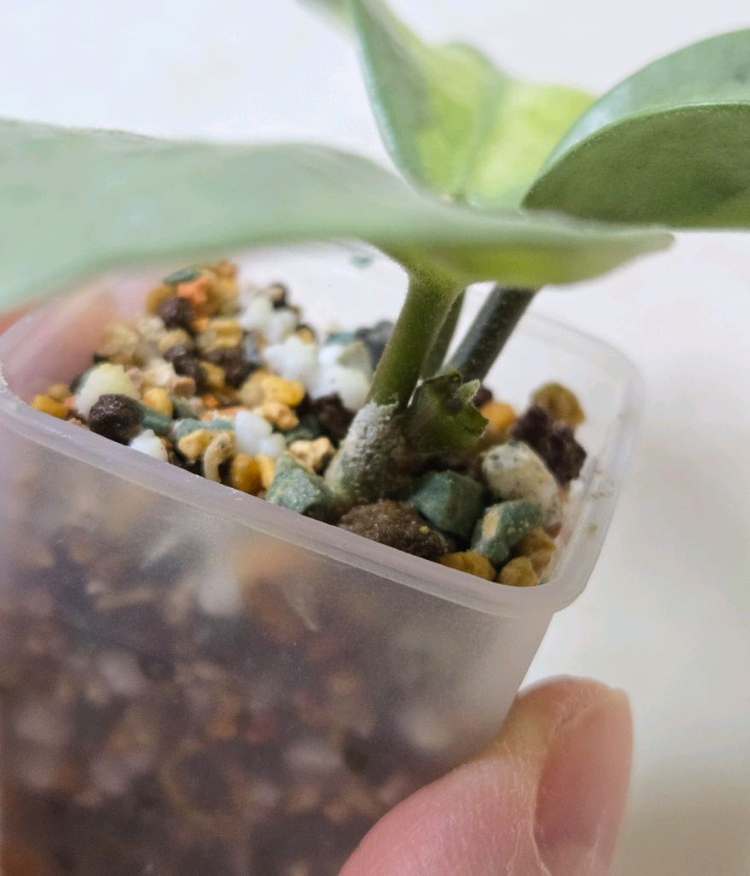 호야 아르젠티아 프린세스--1