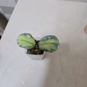 호야 아르젠티아 프린세스