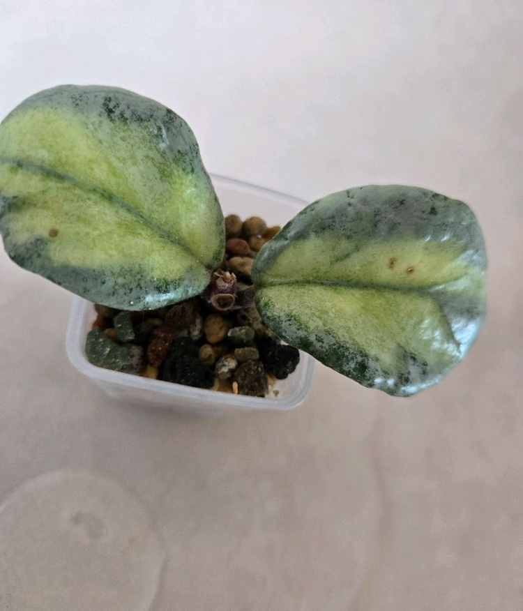 호야 아르젠티아 프린세스--1