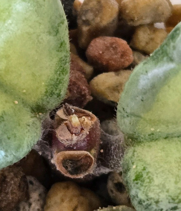 호야 아르젠티아 프린세스--2