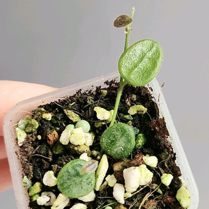 (쌍촉)호야 뉴원산엔시스 신문산