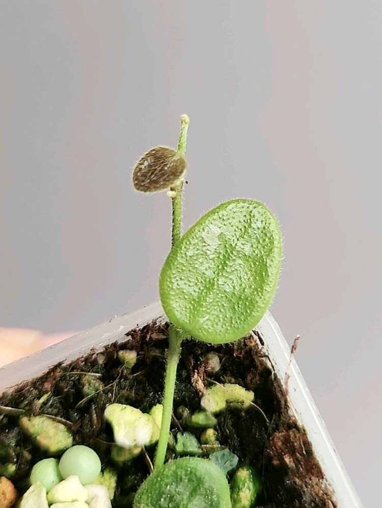 (쌍촉)호야 뉴원산엔시스 신문산--1