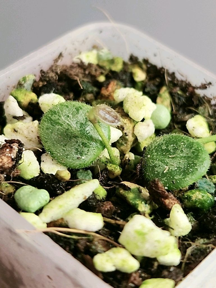 (쌍촉)호야 뉴원산엔시스 신문산--2