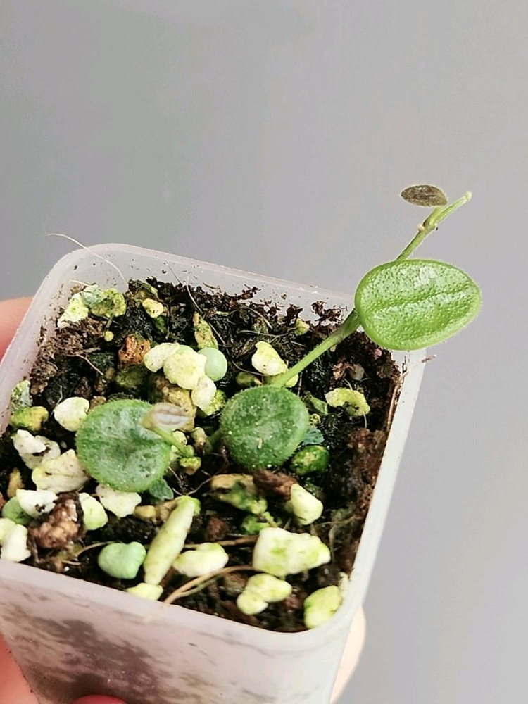 (쌍촉)호야 뉴원산엔시스 신문산--3