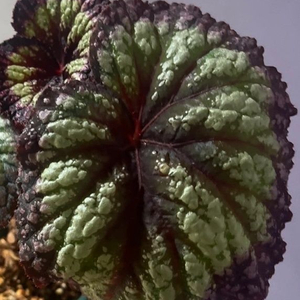 화이어웍스 베고니아