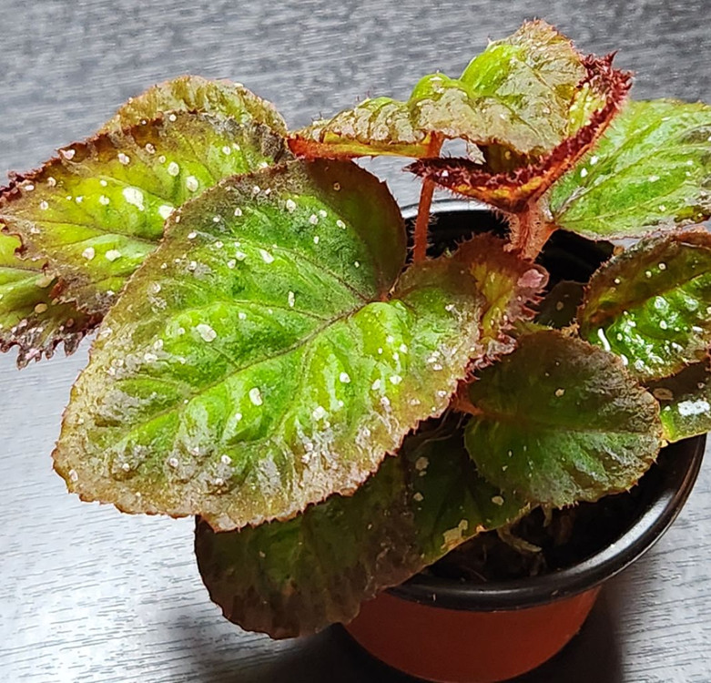 화이어웍스 베고니아--2