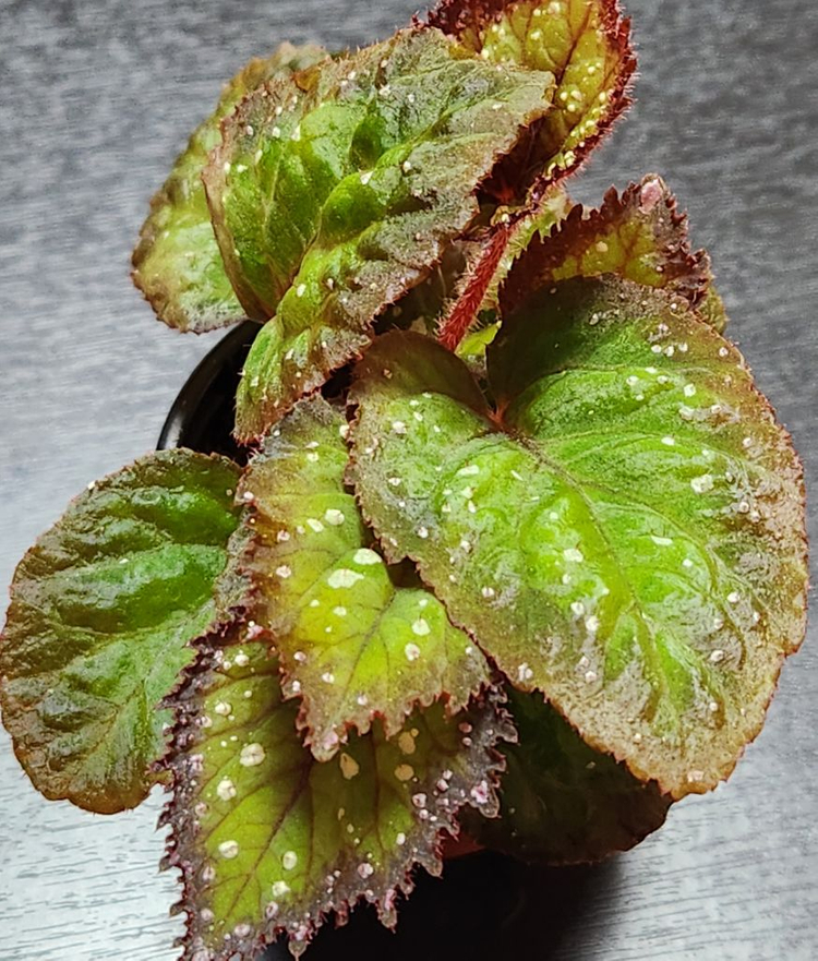 화이어웍스 베고니아--3