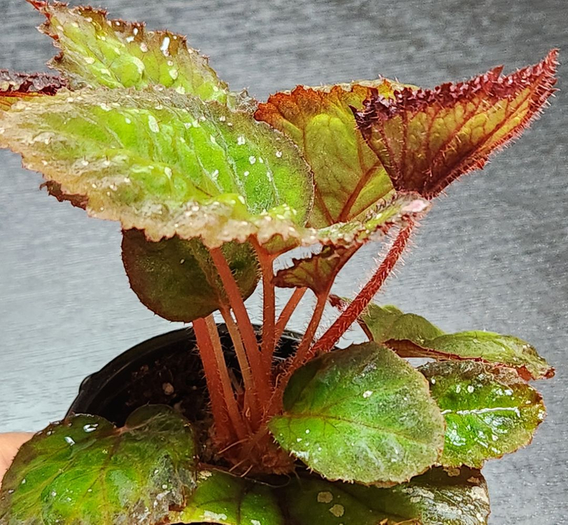 화이어웍스 베고니아--4