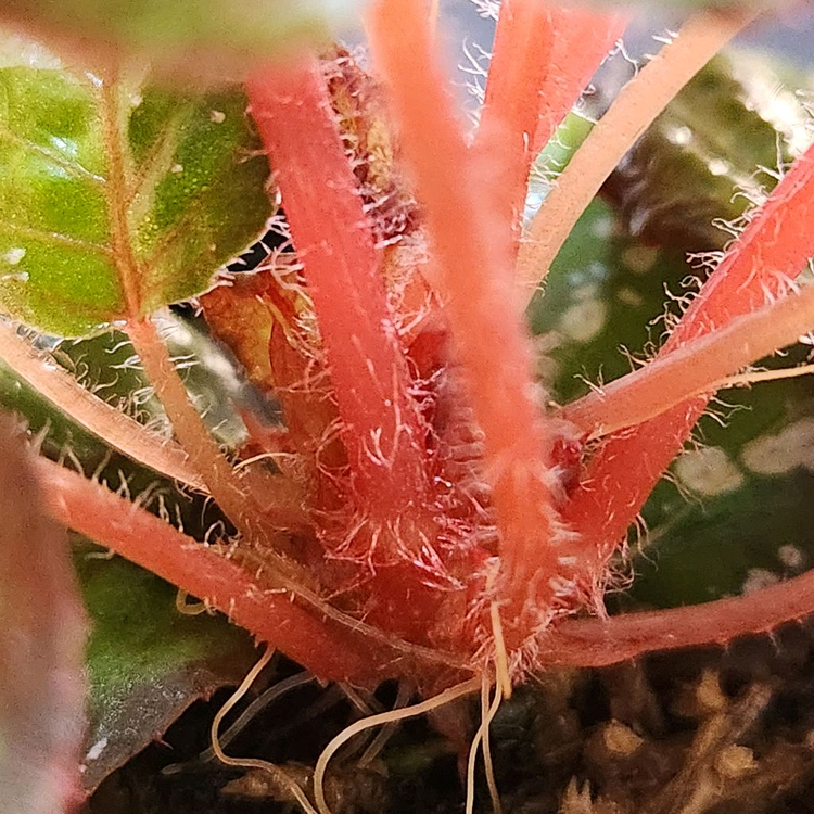 화이어웍스 베고니아--5