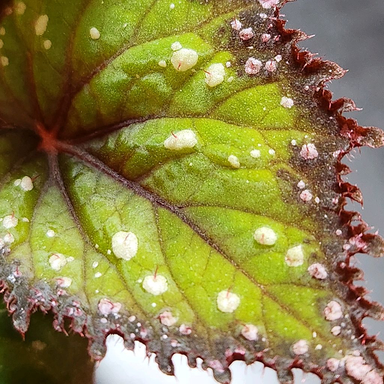 화이어웍스 베고니아--6