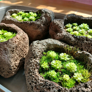 화산석 벌레잡이 이끼 떼밭