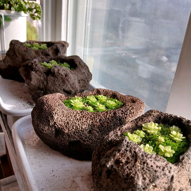 화산석 벌레잡이 이끼 떼밭--1