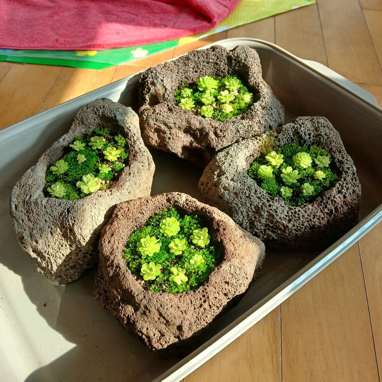 화산석 벌레잡이 이끼 떼밭--2