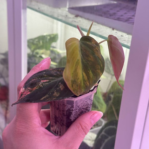 필로덴드론 핑크 미칸 바리에가타