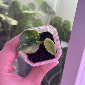 필로덴드론 핑크 미칸 바리에가타