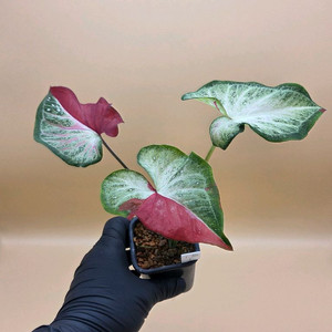 칼라디움 차이천 바리