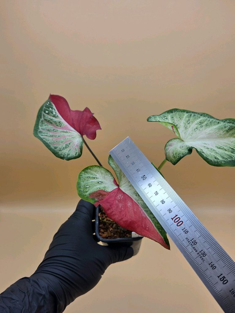 칼라디움 차이천 바리--1