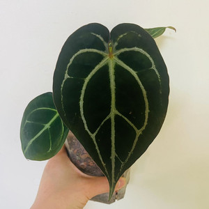 안스리움 레드크리스탈리넘X매그니피건(인디아)