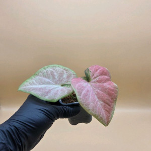 칼라디움 sp 바리