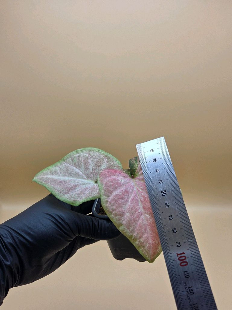 칼라디움 sp 바리--1