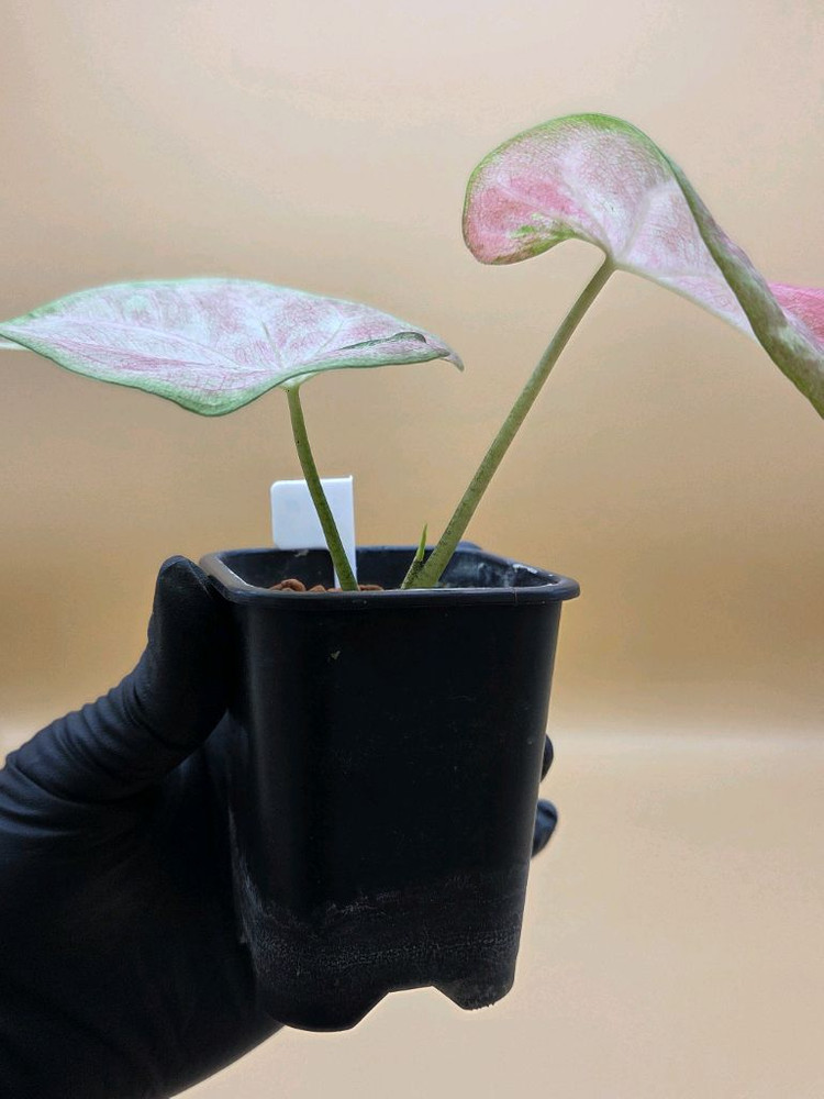 칼라디움 sp 바리--2