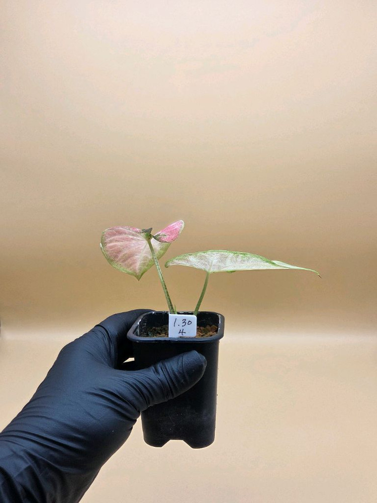 칼라디움 sp 바리--3