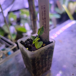 안스리움 (포게티 칼라블랙키 아만다) sp.nov.df 저스틴