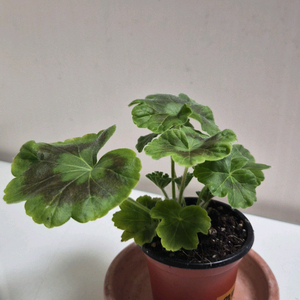 엠마뉴엘제라늄