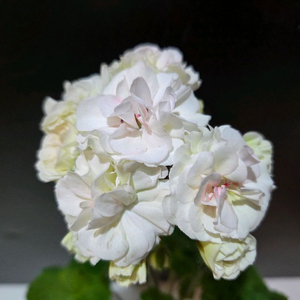 IV갈리나울라노바 러시아제라늄