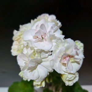 IV갈리나울라노바 러시아제라늄