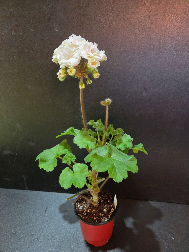 IV갈리나울라노바 러시아제라늄--1