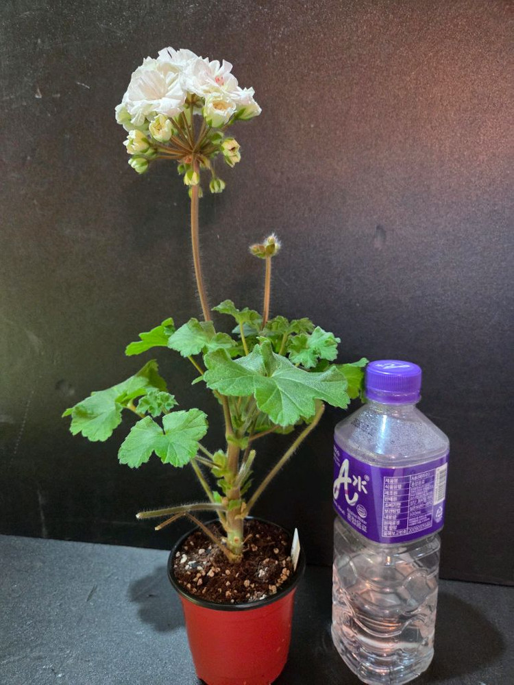 IV갈리나울라노바 러시아제라늄--2