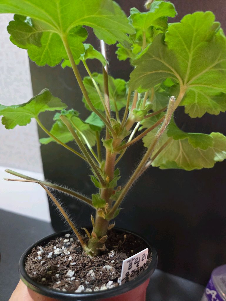 IV갈리나울라노바 러시아제라늄--3