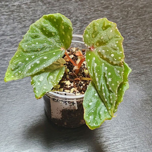 핑크베고니아)) 말라코스틱타