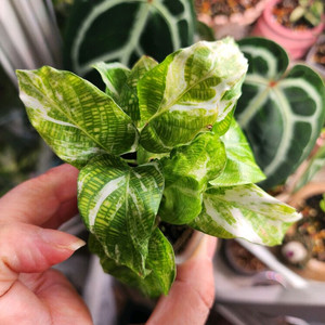 칼라데아 무사이카 네트워크 바리에가타