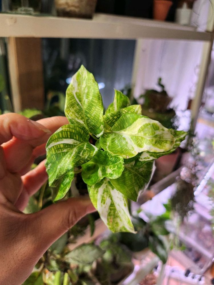 칼라데아 무사이카 네트워크 바리에가타--1