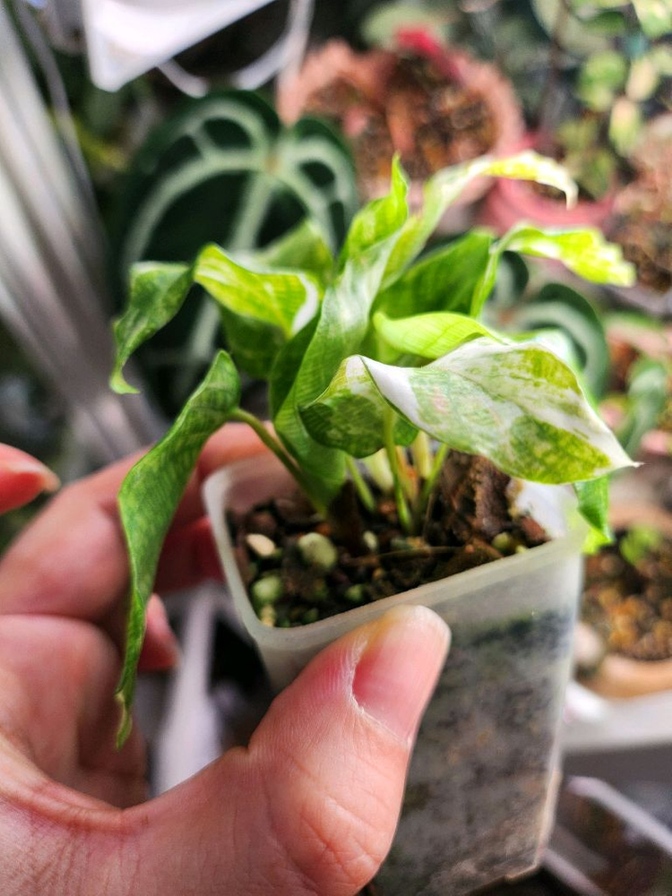 칼라데아 무사이카 네트워크 바리에가타--2