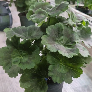 제라늄. 설탕샤베트