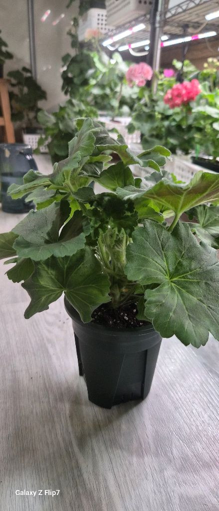 제라늄. 설탕샤베트--1