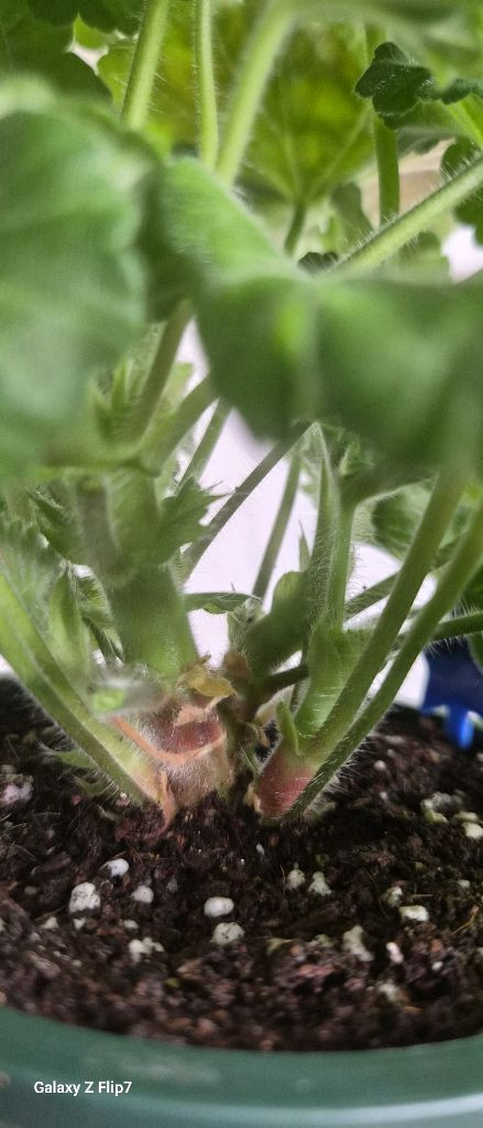 제라늄. 설탕샤베트--3