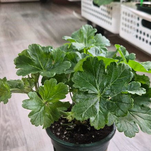 제라늄. uv에이바