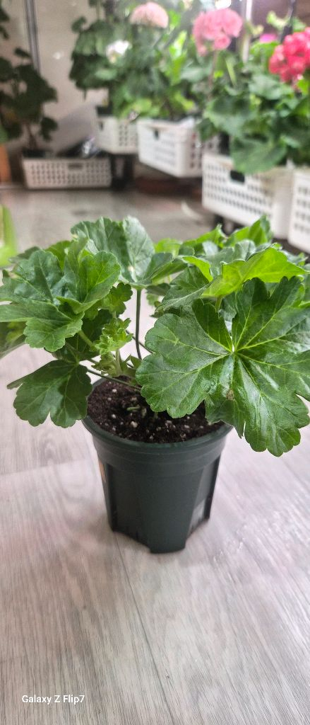 제라늄. uv에이바--1