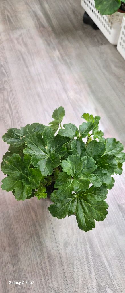 제라늄. uv에이바--2