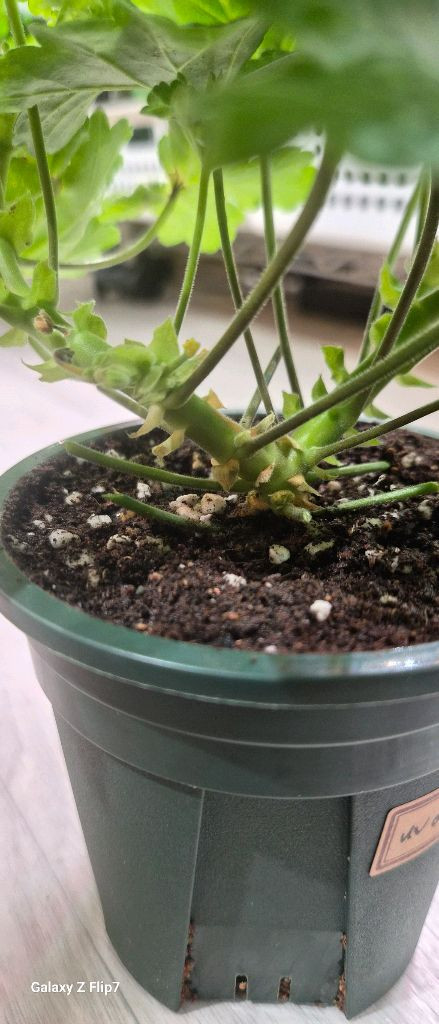 제라늄. uv에이바--3