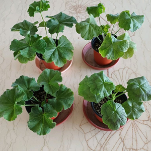 갈리나울라노바와 제라늄 3종