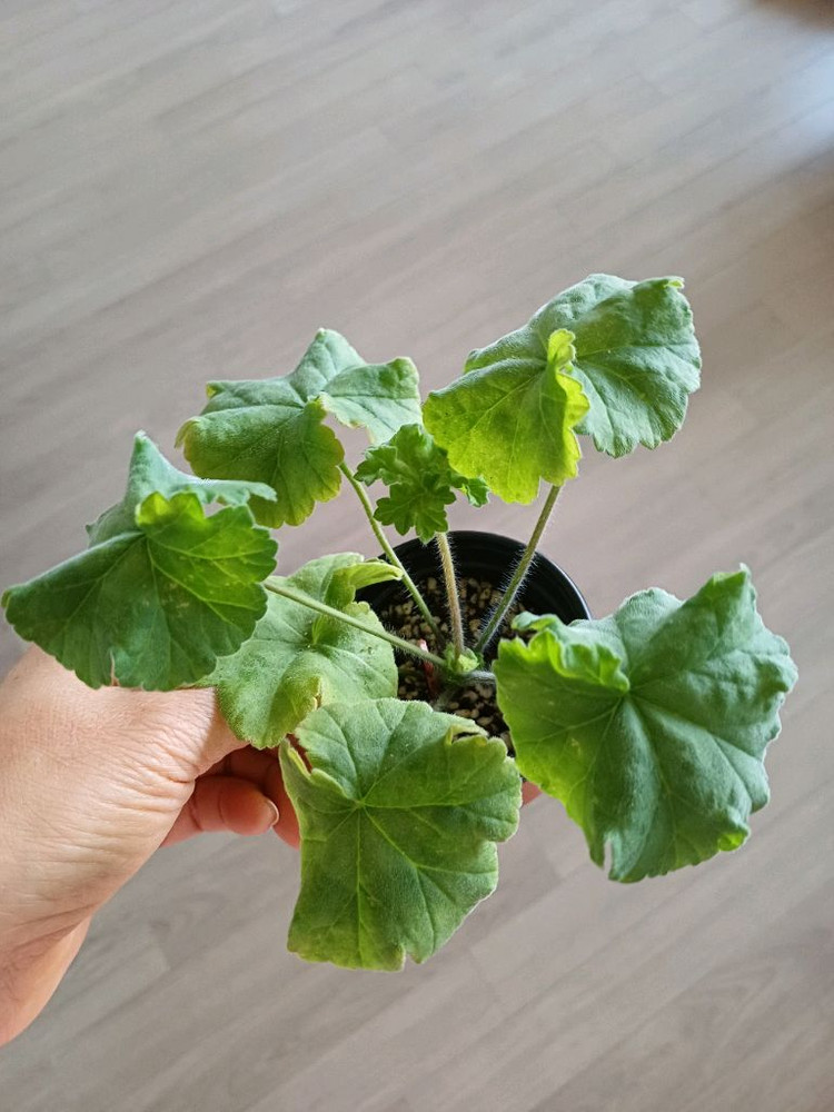 갈리나울라노바와 제라늄 3종--1